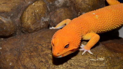 Leopard Gecko inside Vivarium habitat