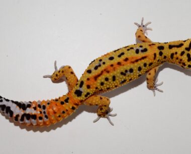 Bold het tremper, Leopard Gecko